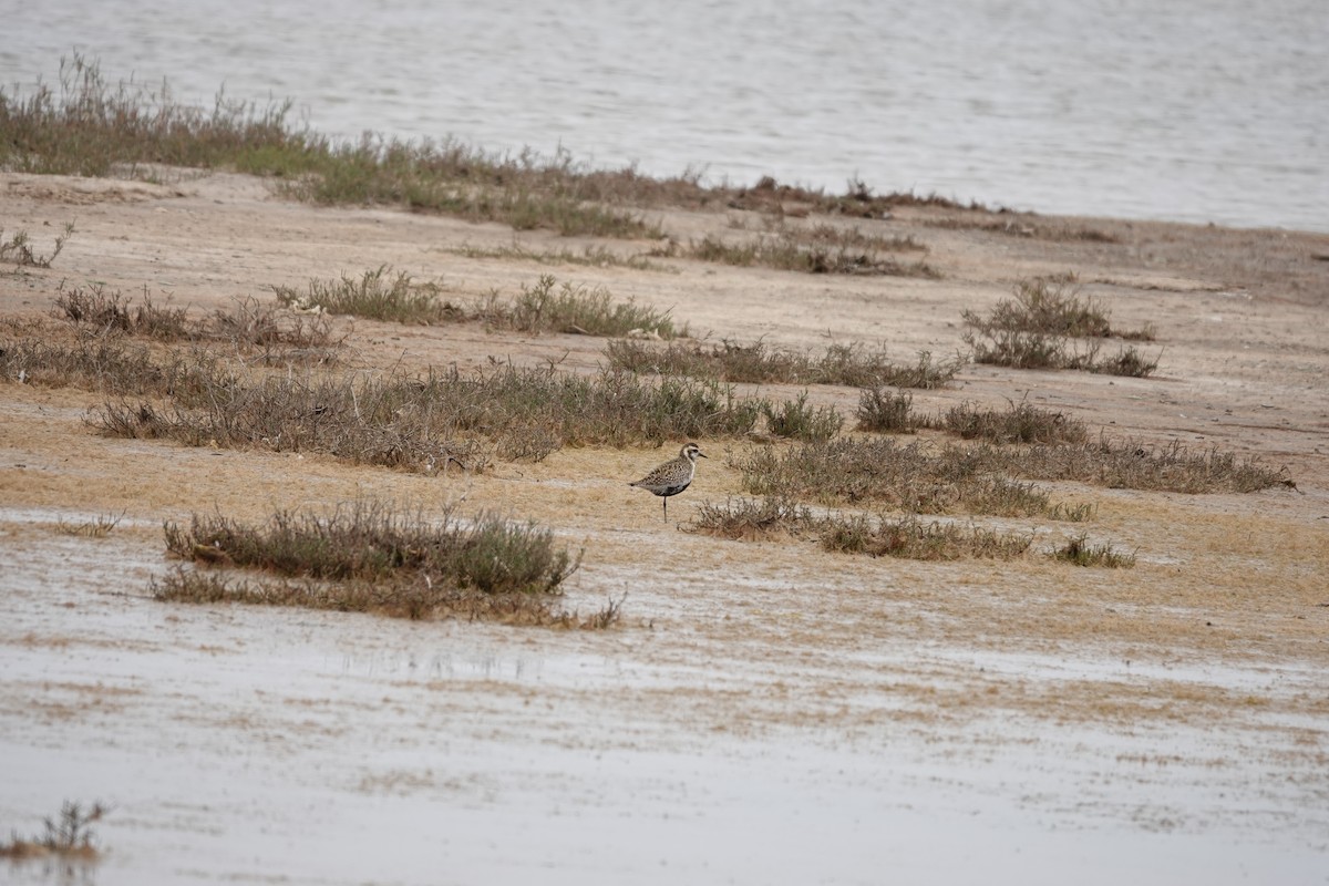 Pacific Golden-Plover - Bonnie Clarfield-Bylin