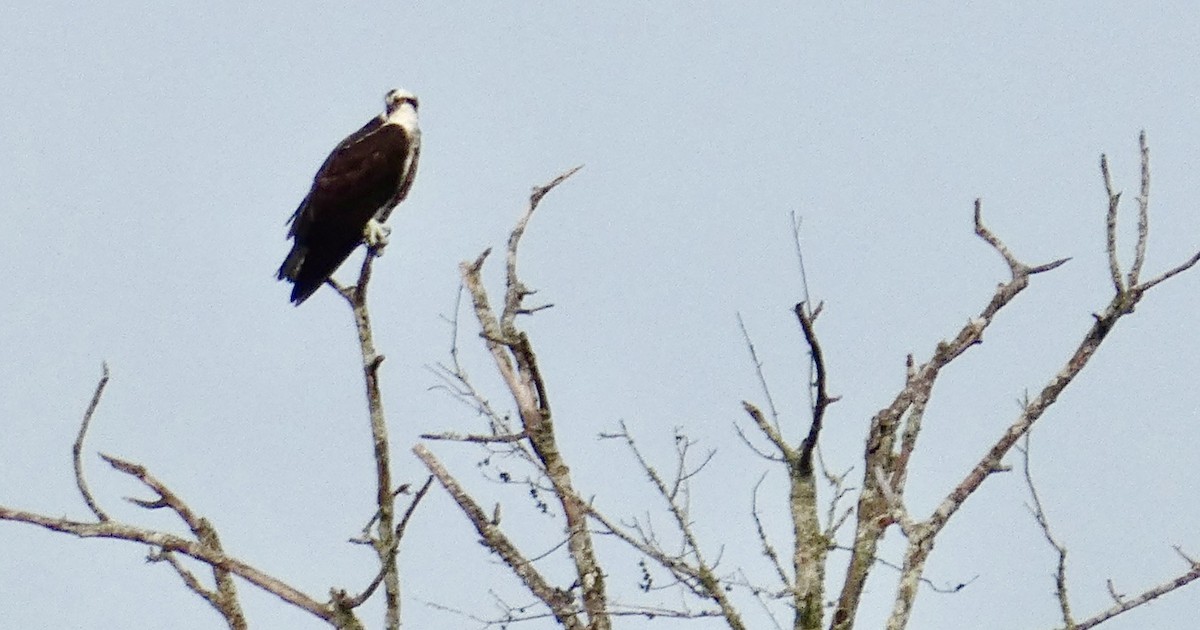 Osprey - Joanne "JoJo" Bradbury