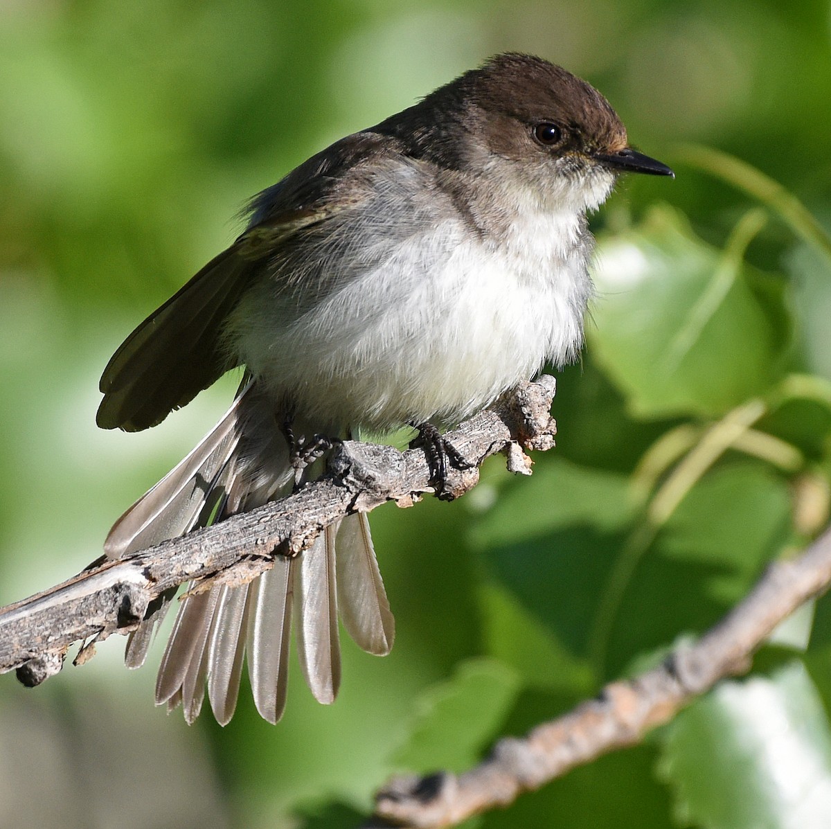 Eastern Phoebe - Steven Mlodinow