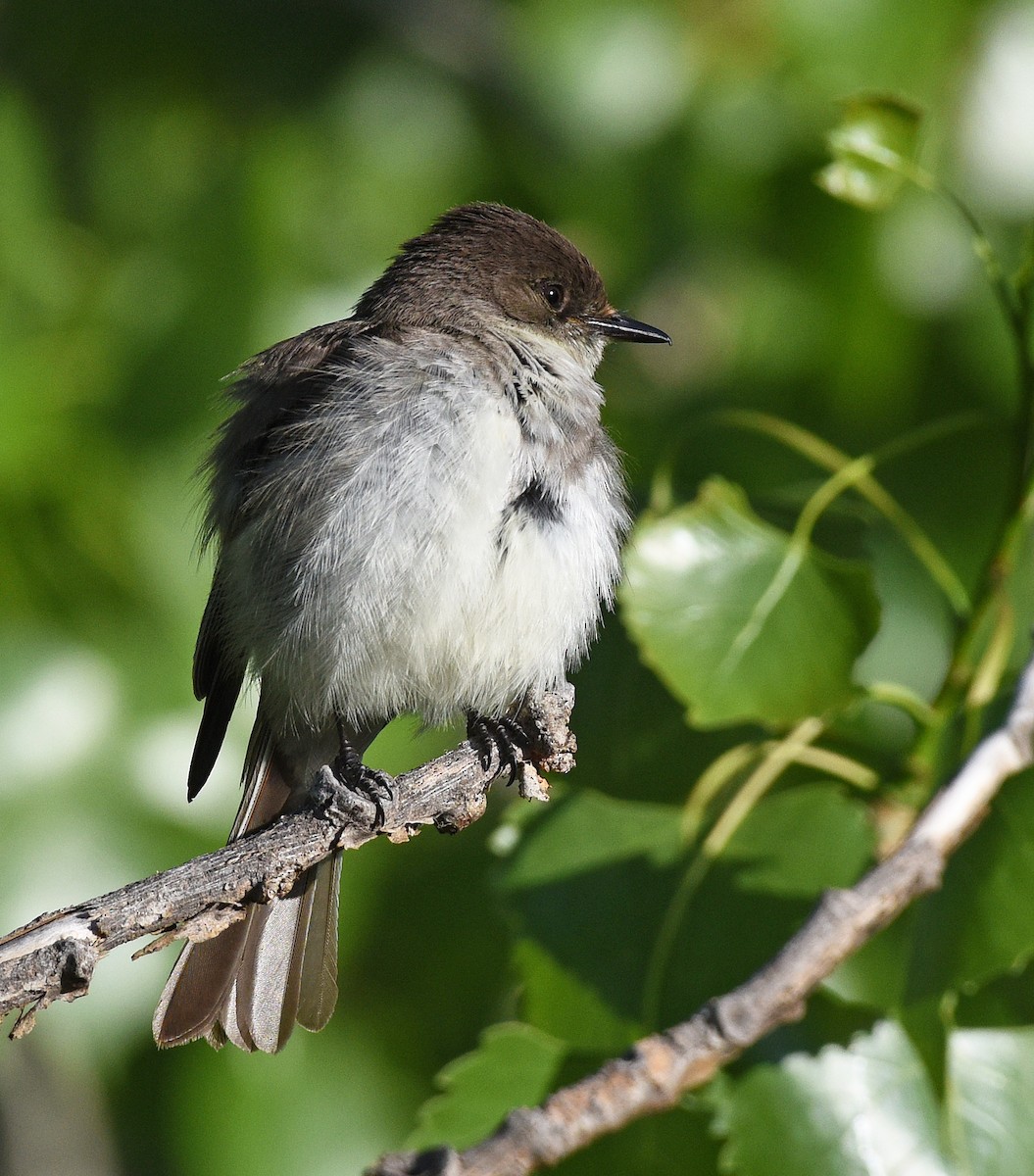 Eastern Phoebe - Steven Mlodinow