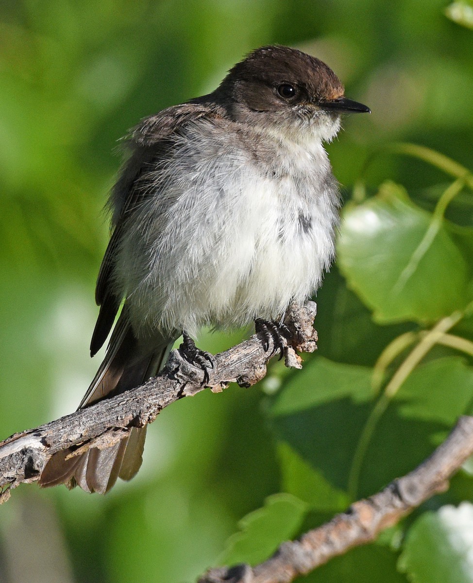 Eastern Phoebe - Steven Mlodinow