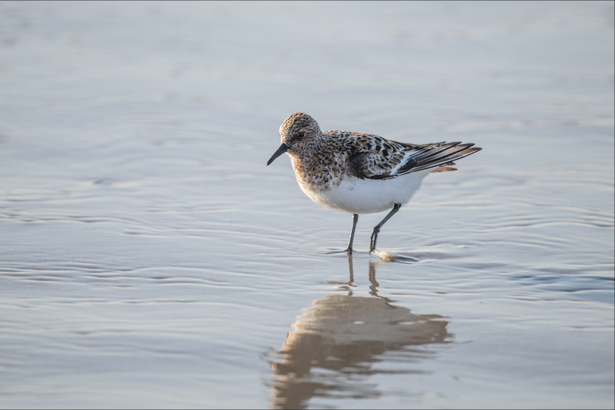 Sanderling - Lauren Davies