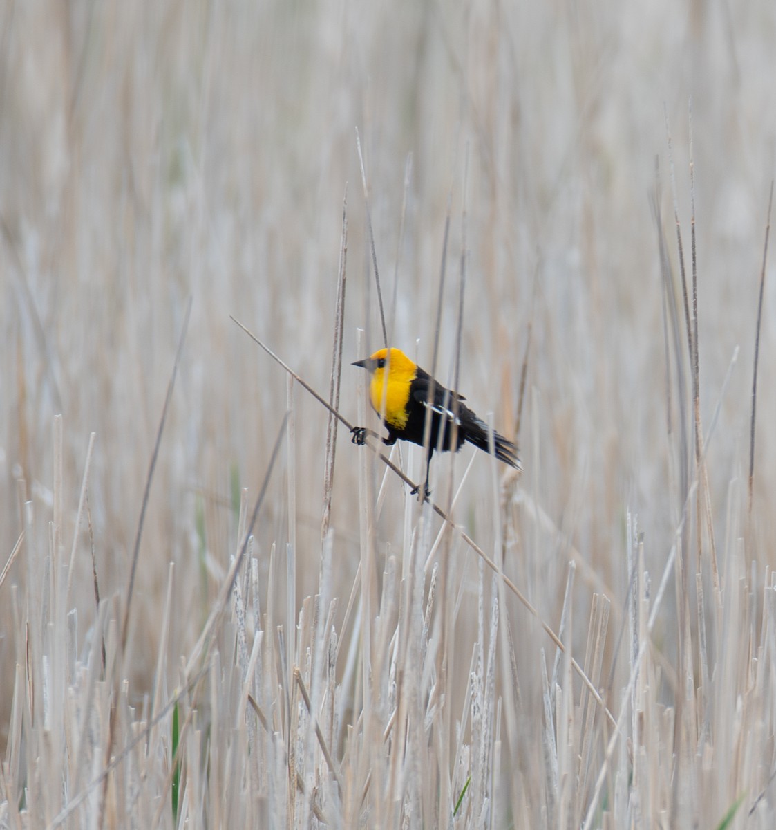 Yellow-headed Blackbird - Larry Tippett