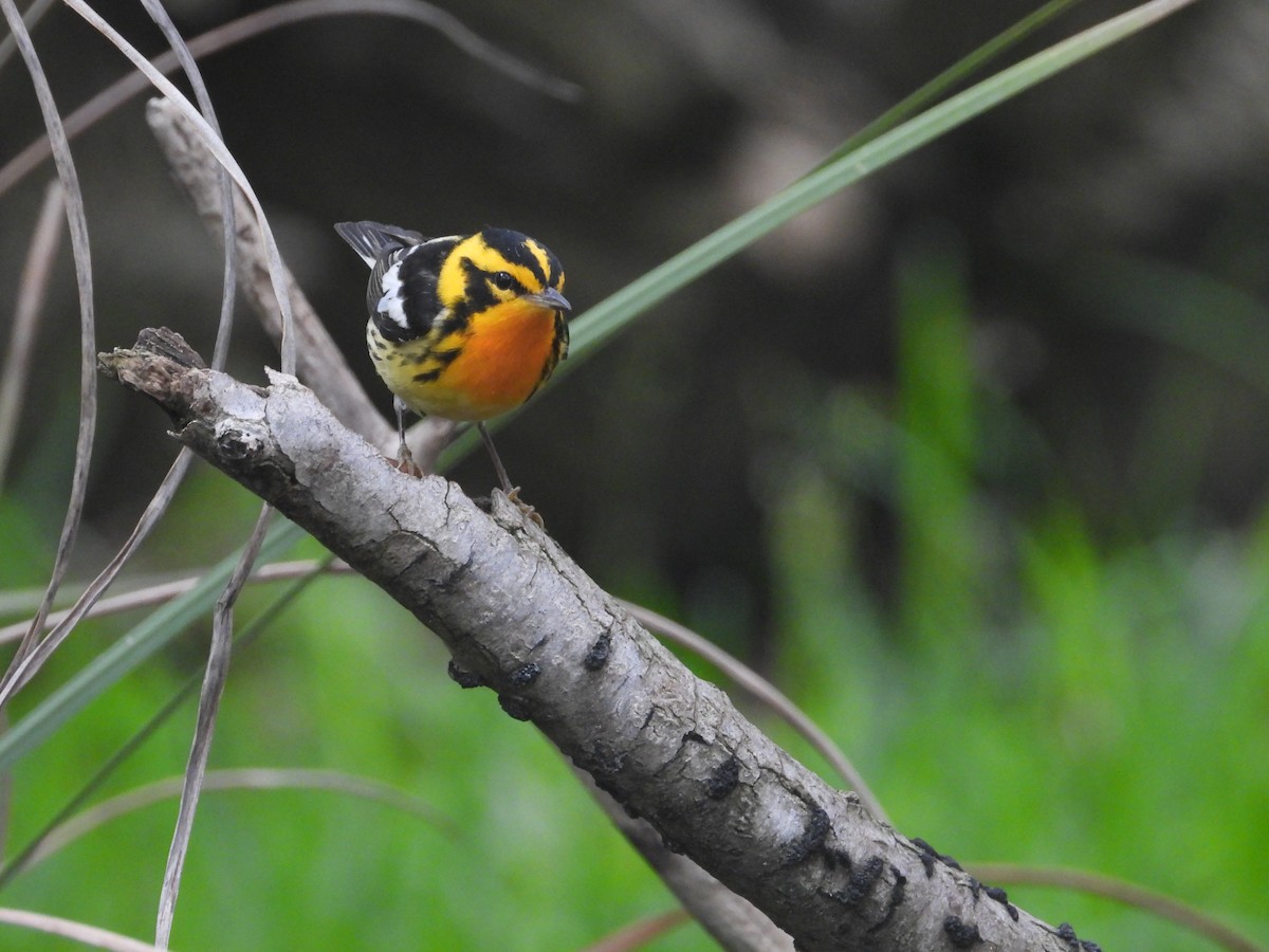 Blackburnian Warbler - Terry  Little