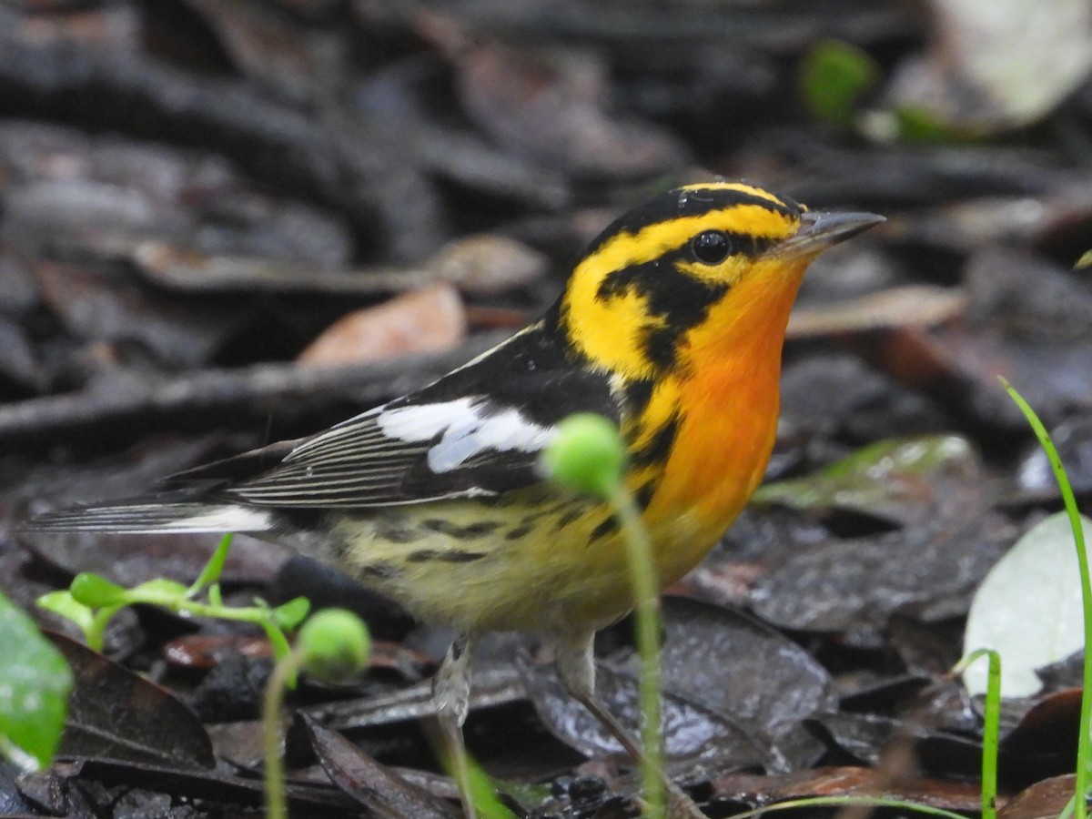 Blackburnian Warbler - Terry  Little