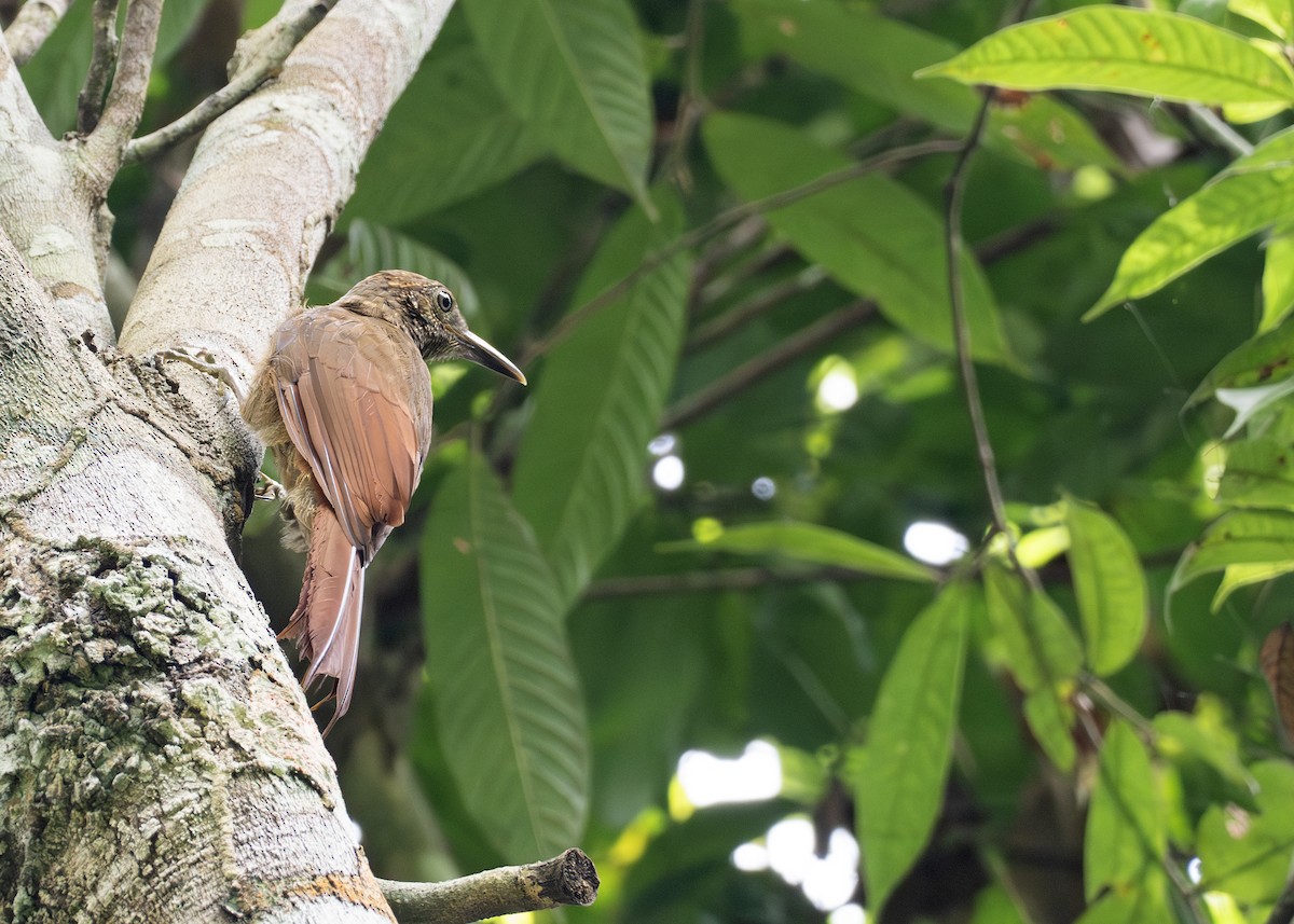 Hoffmanns's Woodcreeper - Caio Brito