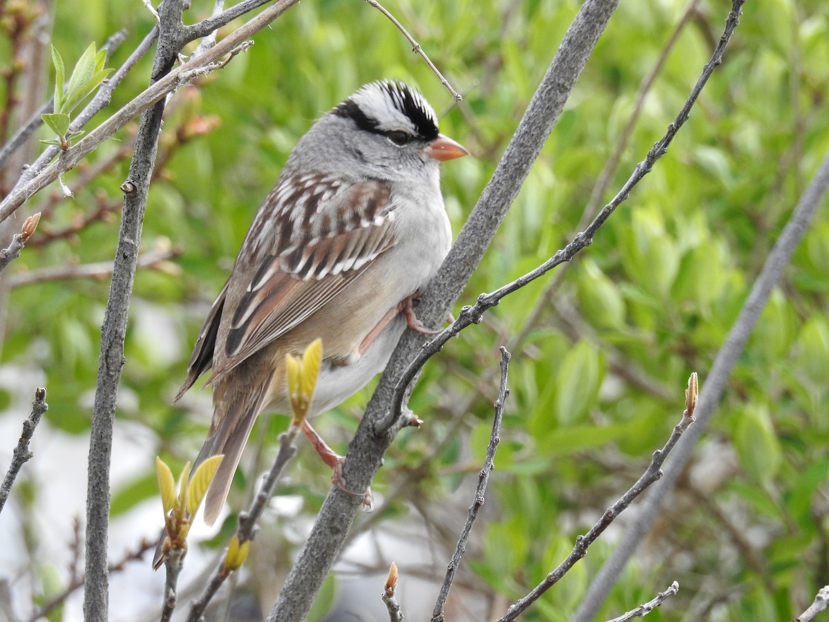 White-crowned Sparrow - Anne Hamlin