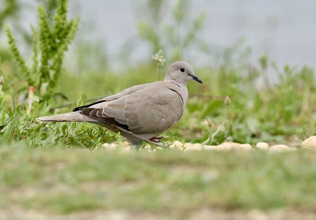 Eurasian Collared-Dove - Grace Simms  🐦‍⬛