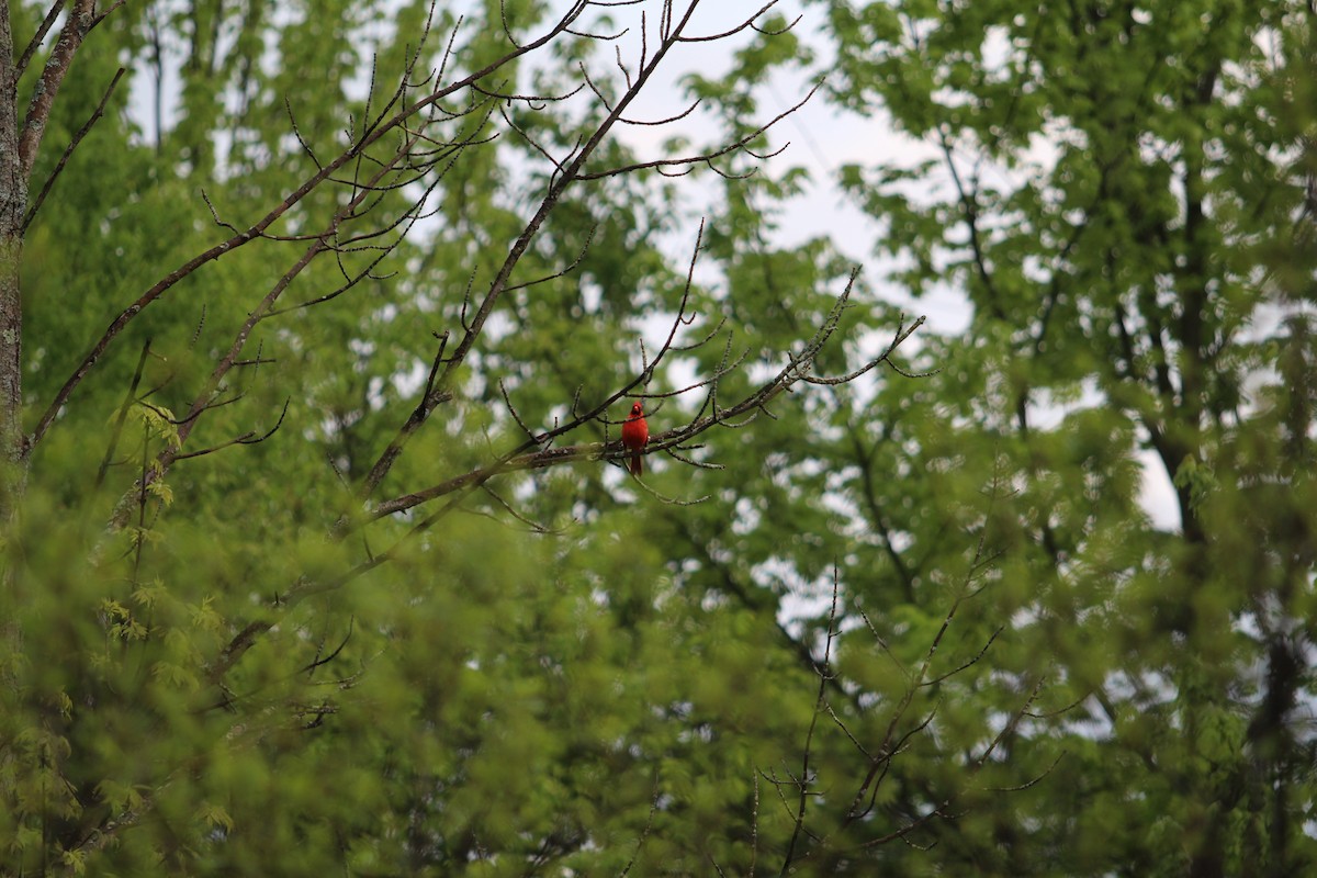 Northern Cardinal - Carrie Patterson