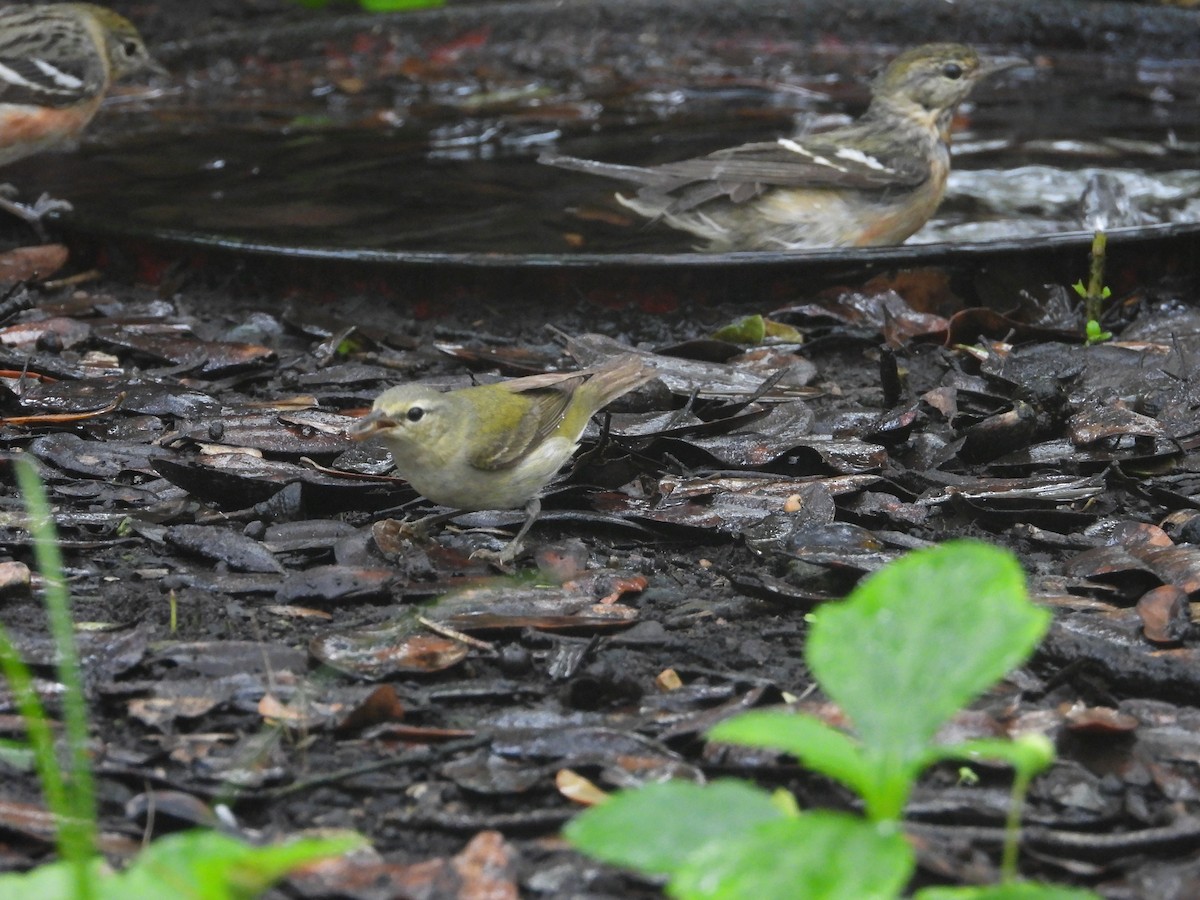 Tennessee Warbler - Terry  Little