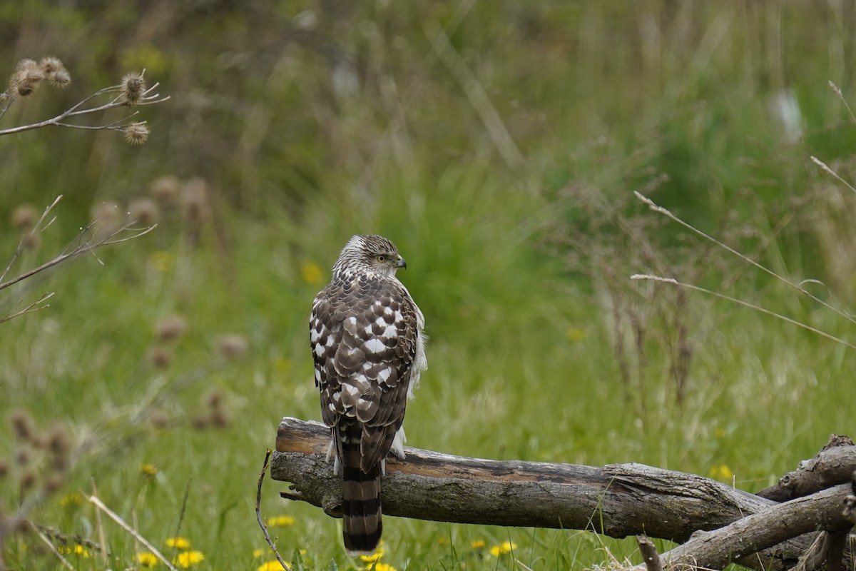 Cooper's Hawk - Lauren B