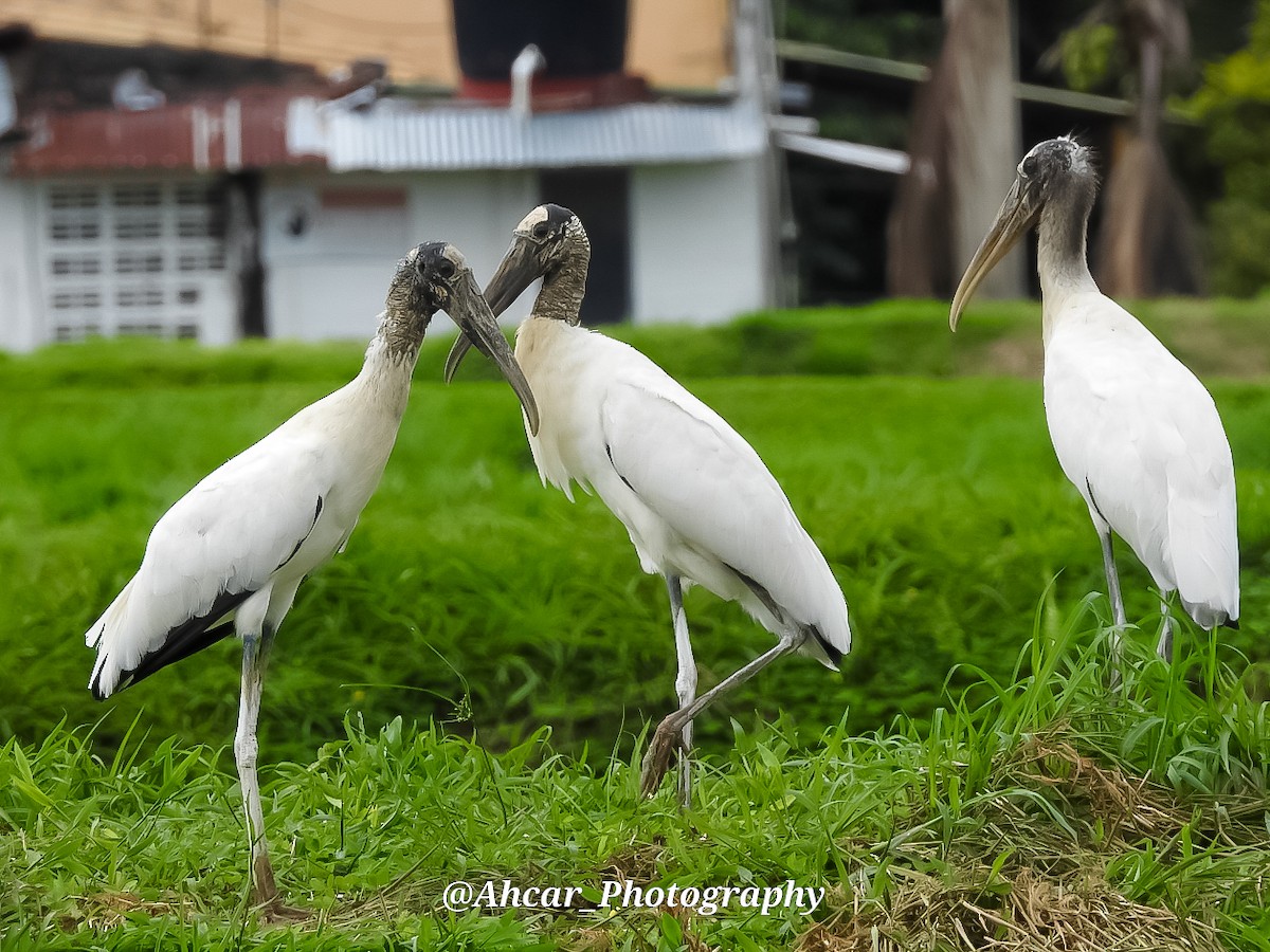 Wood Stork - Diego Ahcar