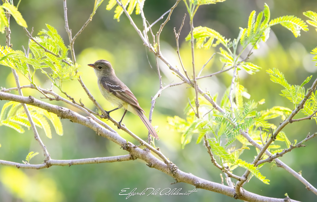 Caribbean Elaenia - Elizabeth Rivera