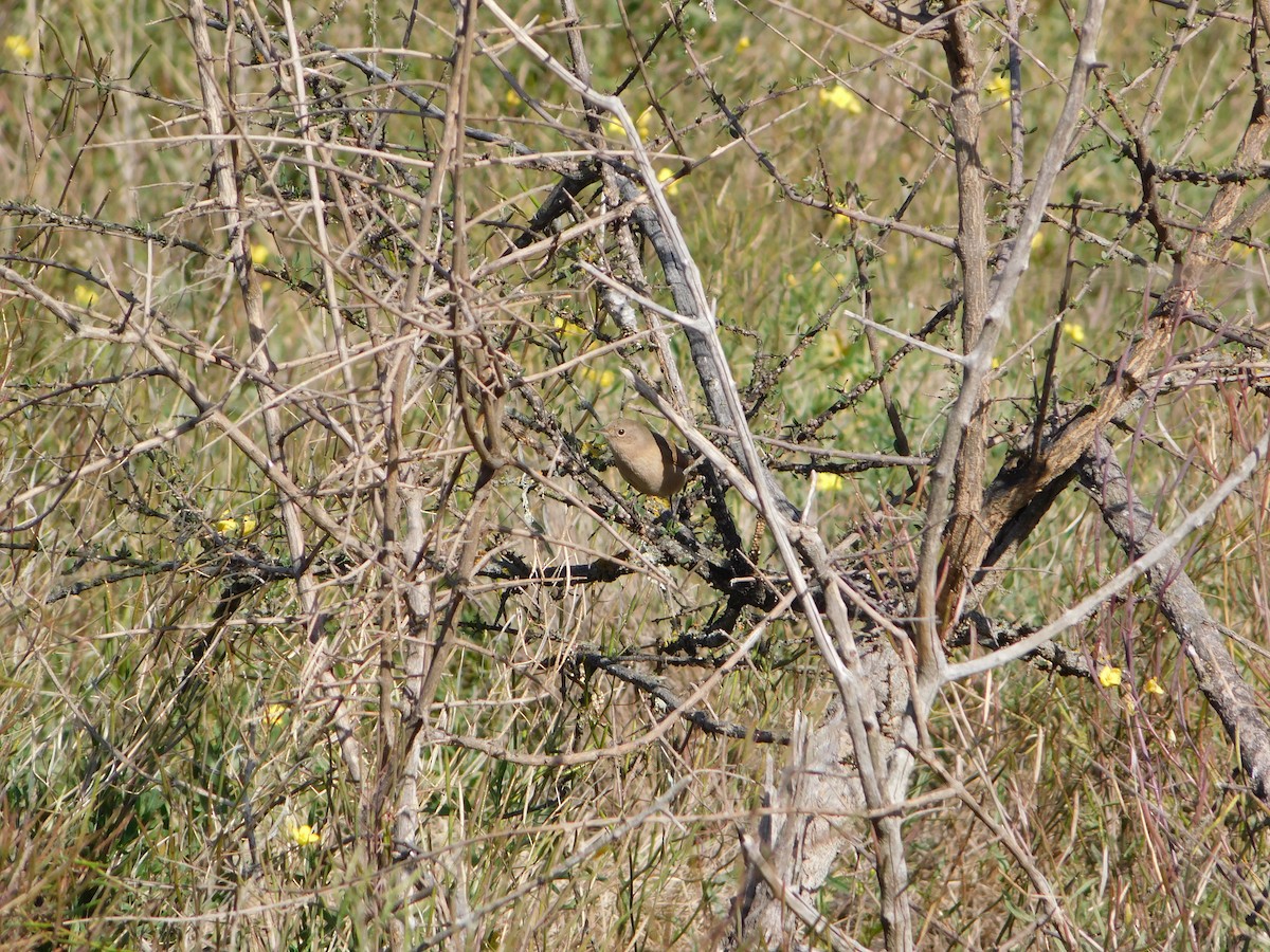 House Wren - Dana Melisa Piedrabuena