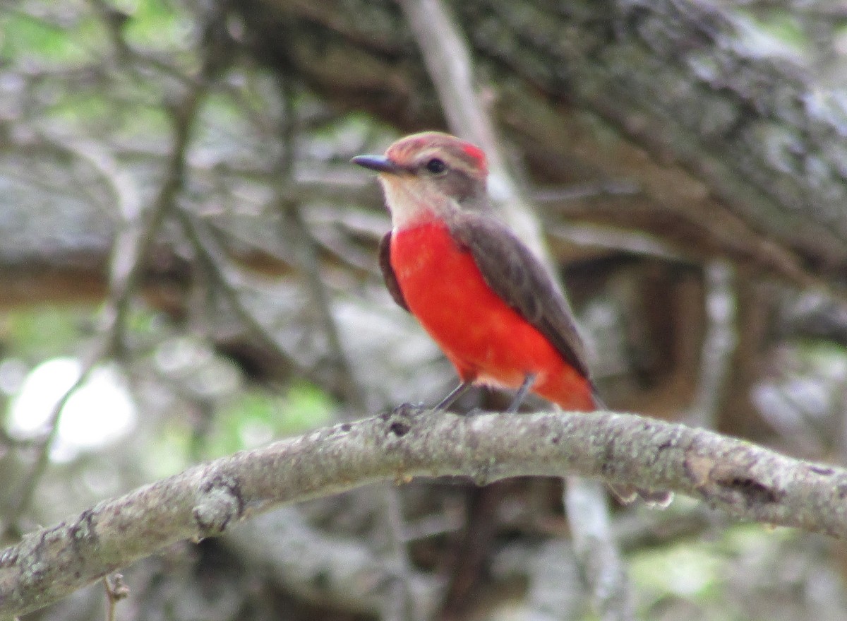 Vermilion Flycatcher - ML618858468