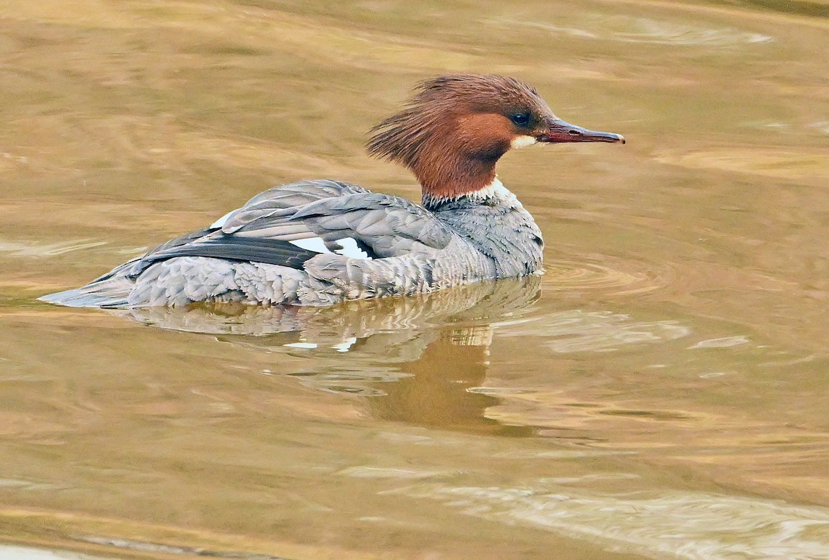 Common Merganser - Wayne Oakes