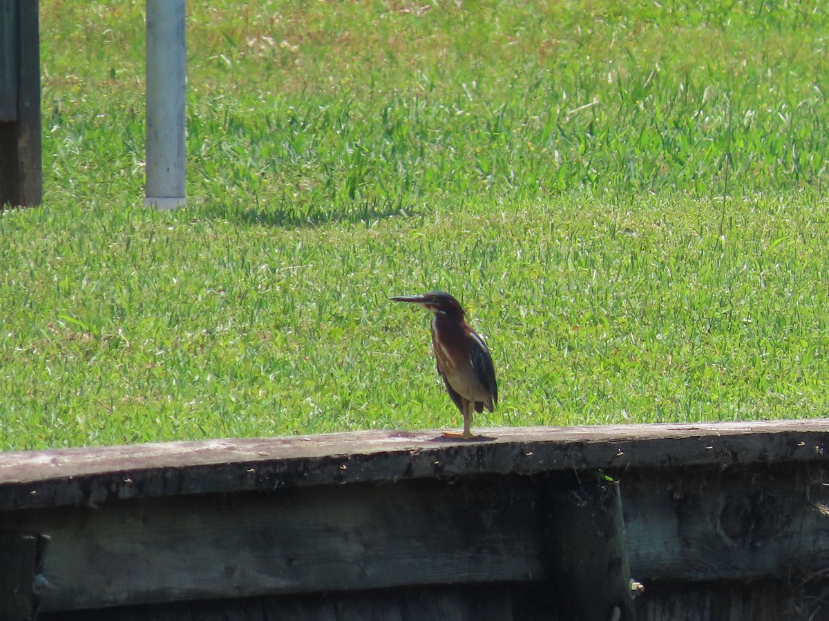 Green Heron - Amanda Douglas