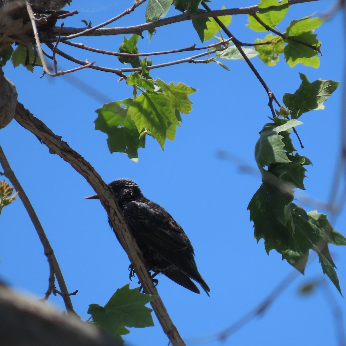 European Starling - ML618858482