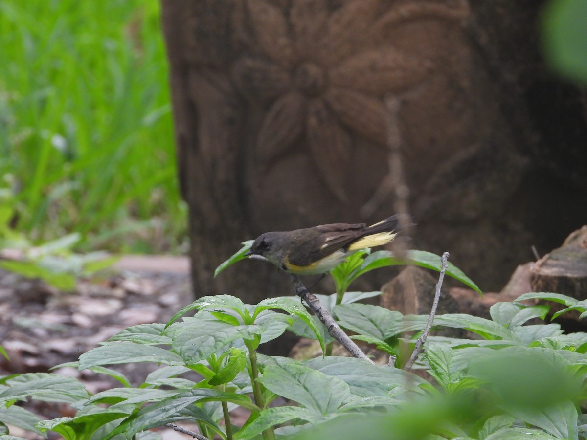 American Redstart - Terry  Little