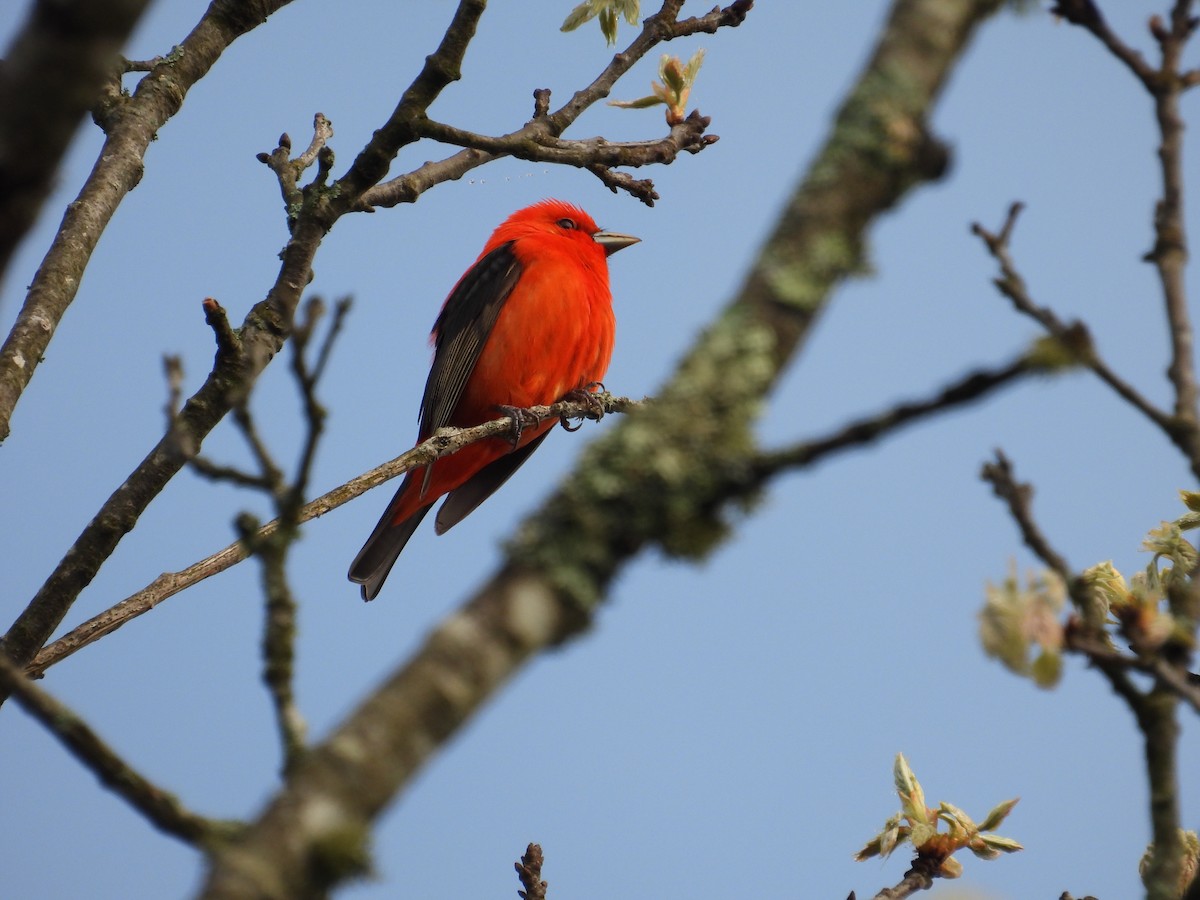 Scarlet Tanager - Brady Walker