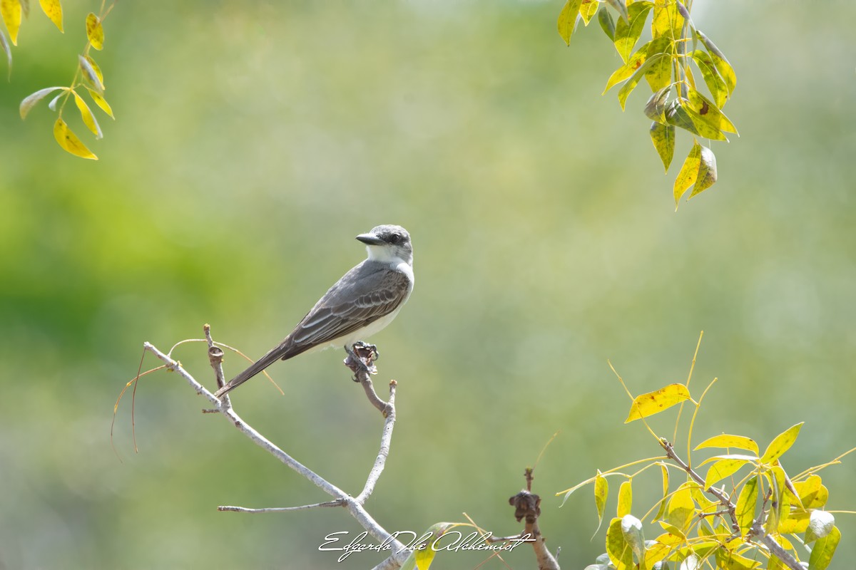 Gray Kingbird - ML618858489