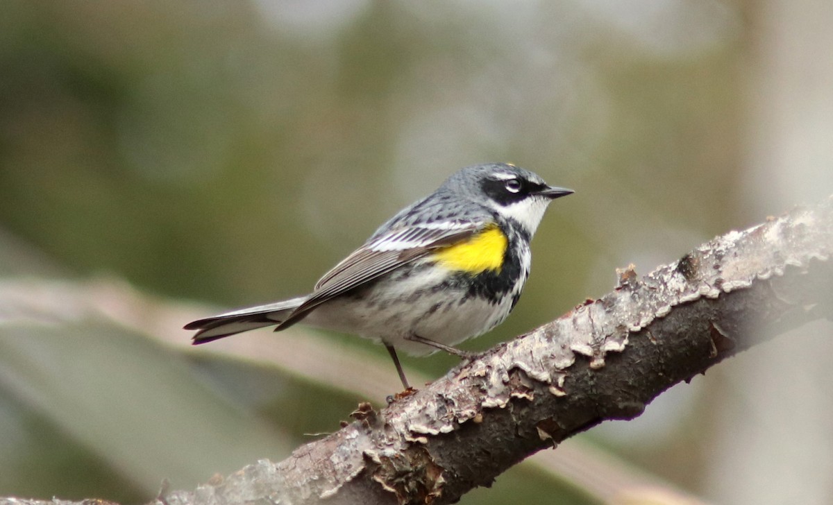 Yellow-rumped Warbler - Real Gauthier