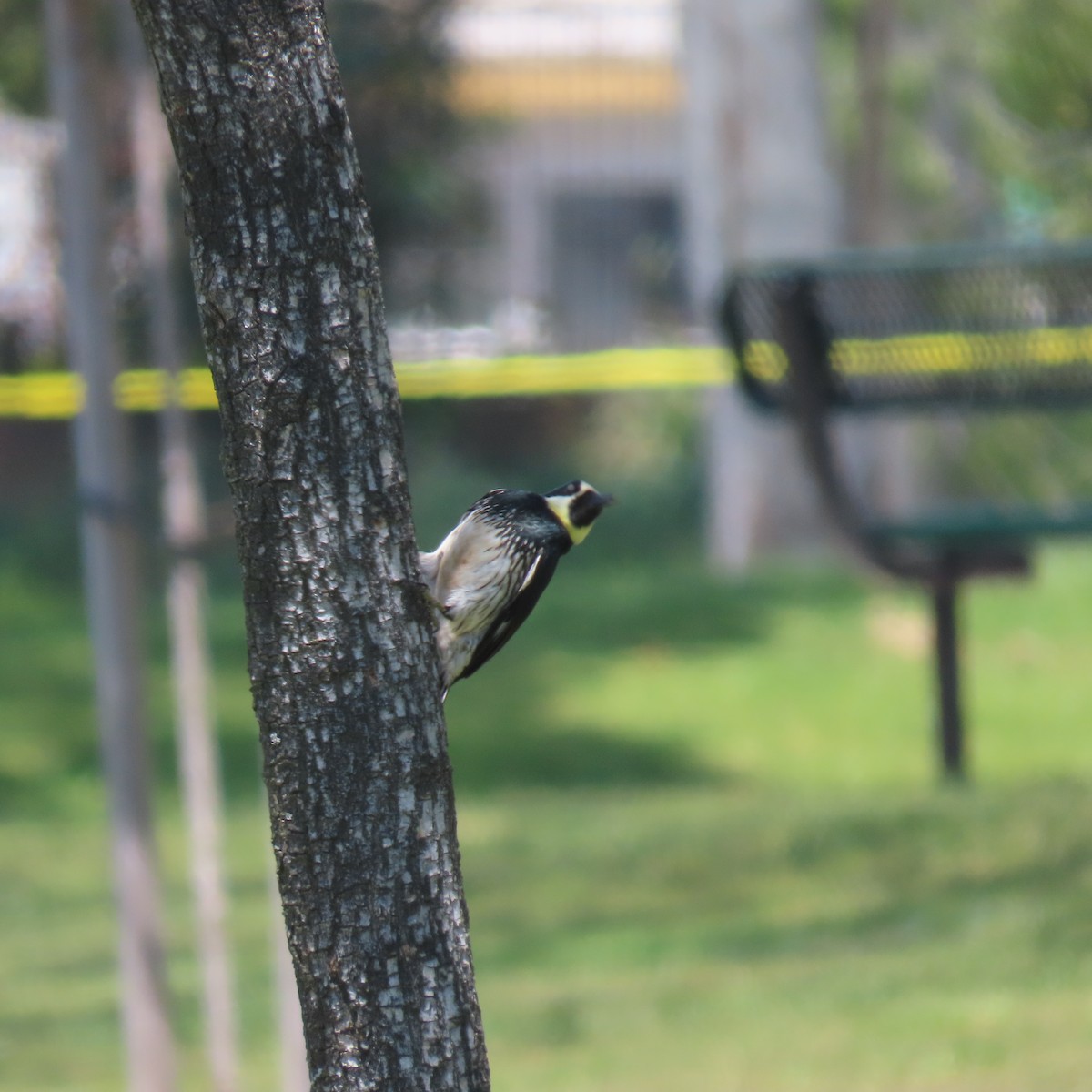 Acorn Woodpecker - Brian Nothhelfer