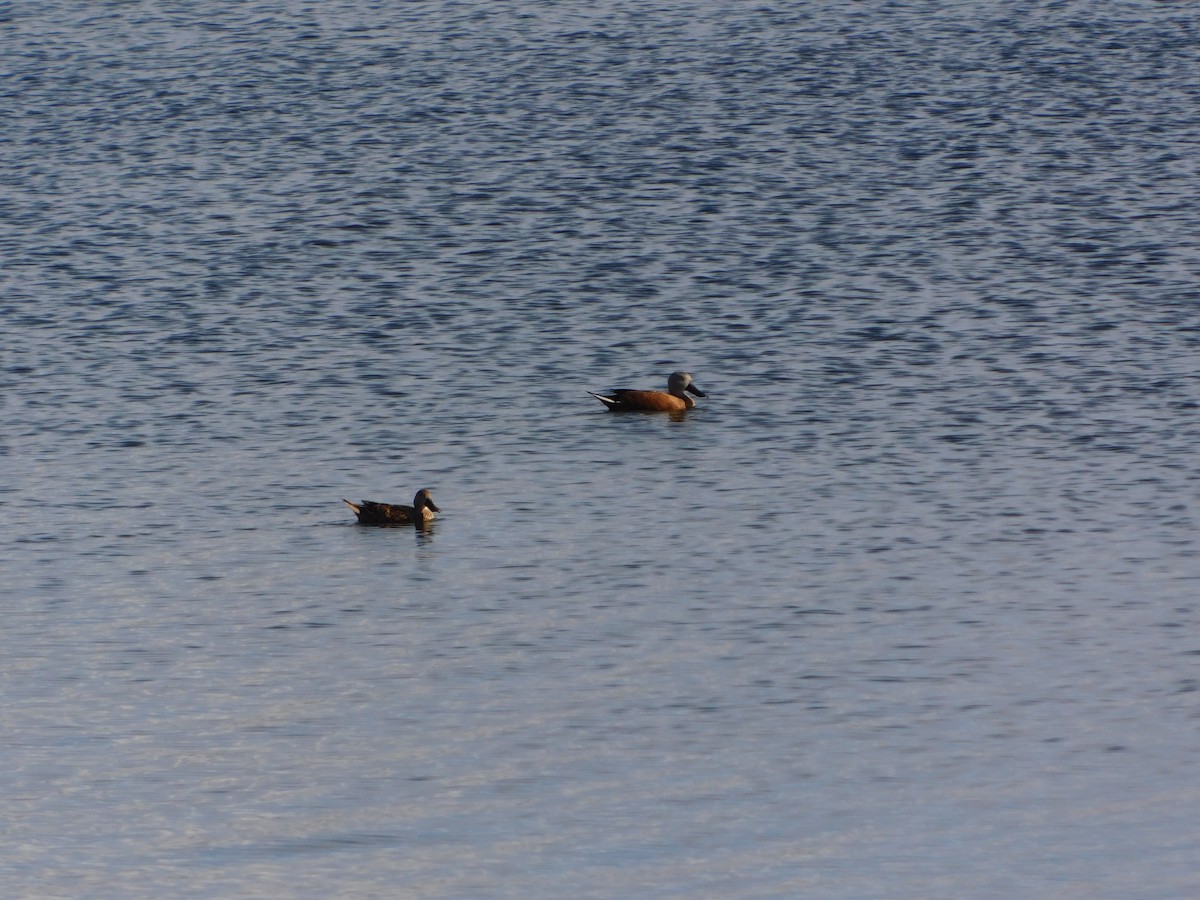 Red Shoveler - Dana Melisa Piedrabuena