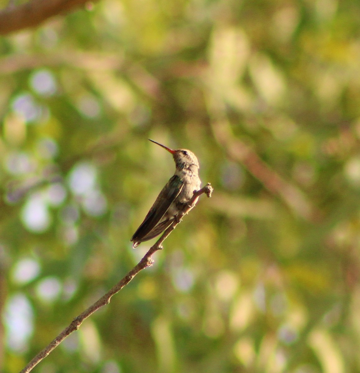 Broad-billed Hummingbird - Sarahí Maskafé