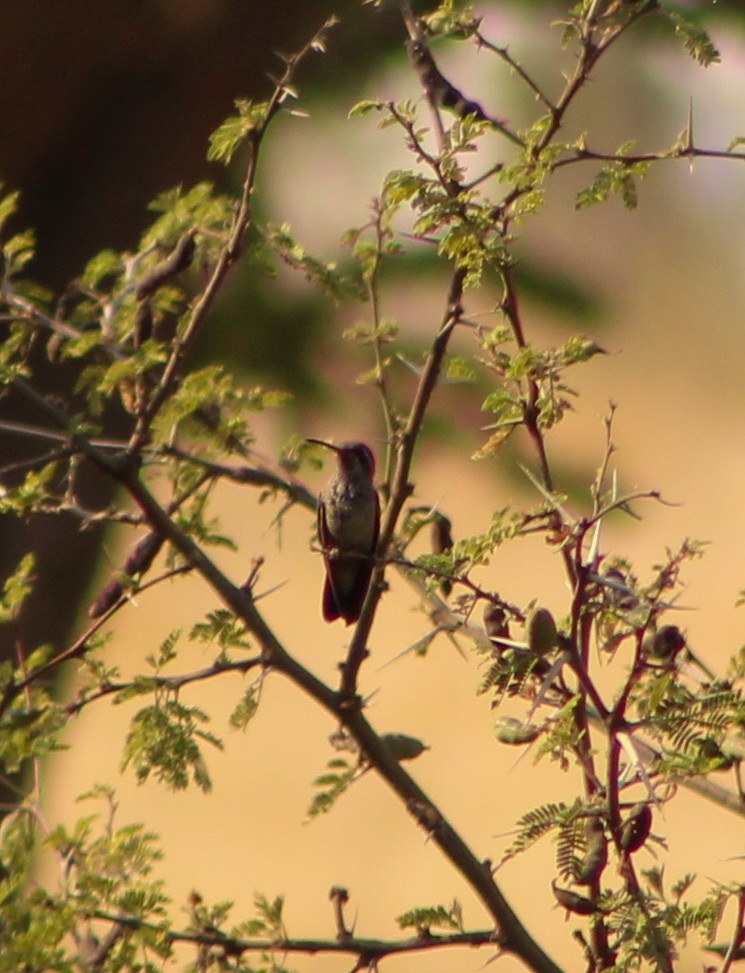 Broad-billed Hummingbird - Sarahí Maskafé