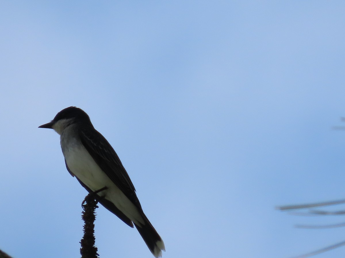 Eastern Kingbird - Amanda Douglas