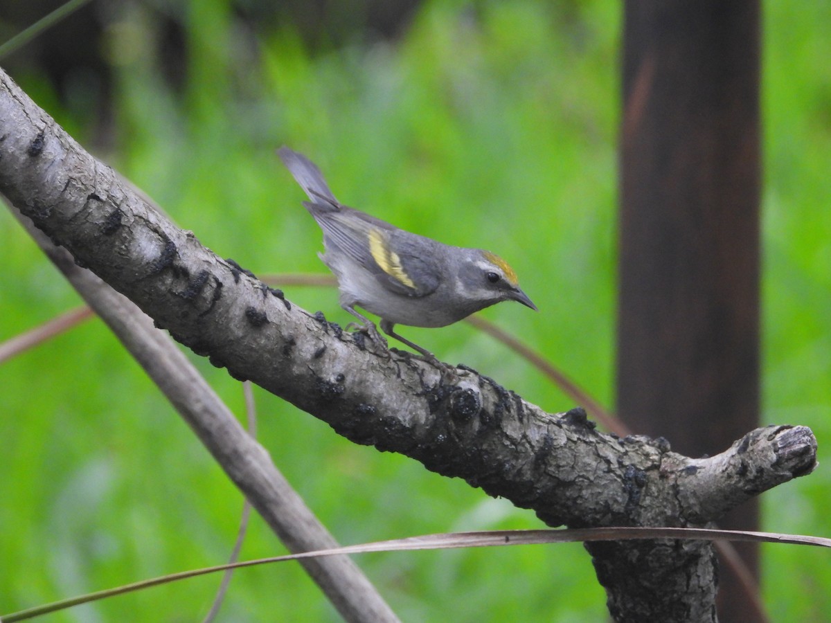 Golden-winged Warbler - Terry  Little