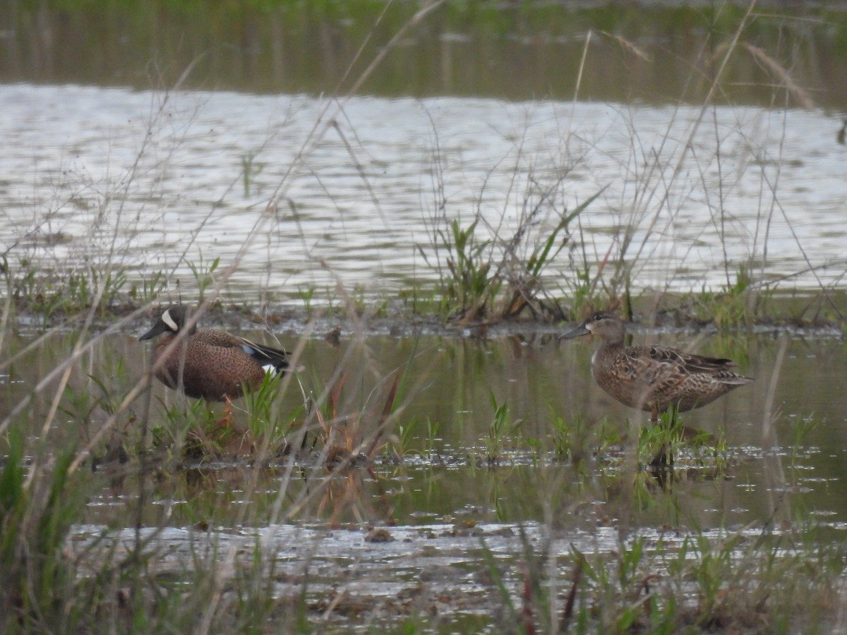 Blue-winged Teal - Jay Solanki