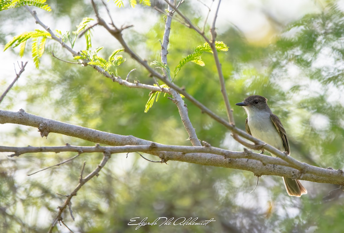 Loggerhead Kingbird - Elizabeth Rivera