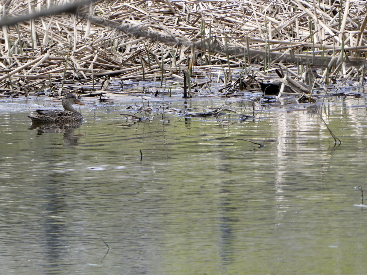 Gadwall - Jean Roberge