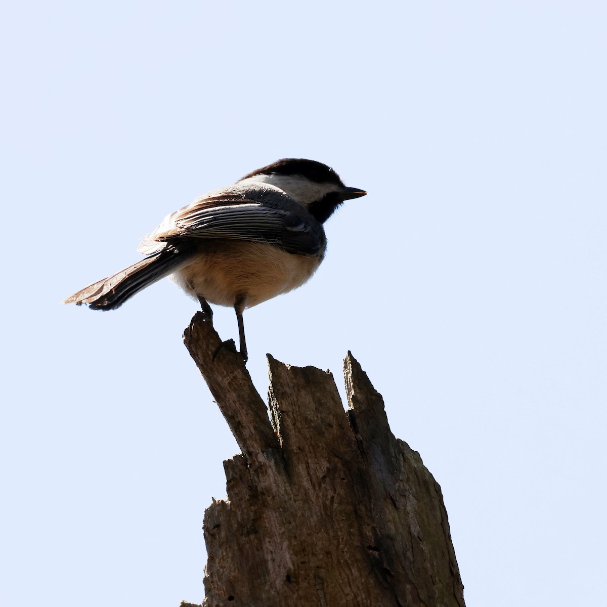 Black-capped Chickadee - ML618858549