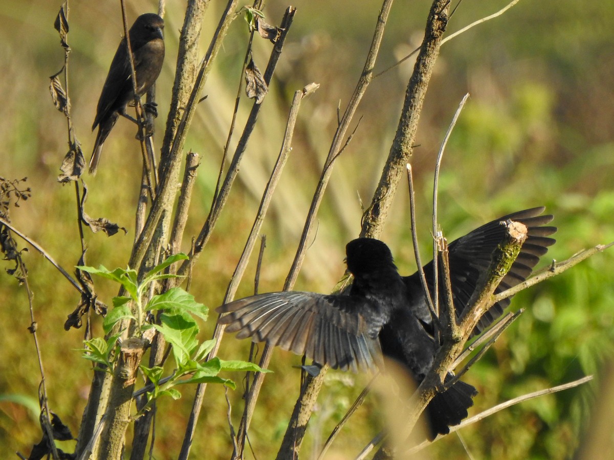 Shiny Cowbird - Alido junior