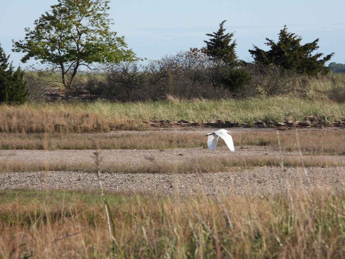 Great Egret - ML618858566