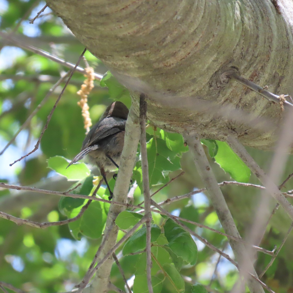 Bushtit - Brian Nothhelfer