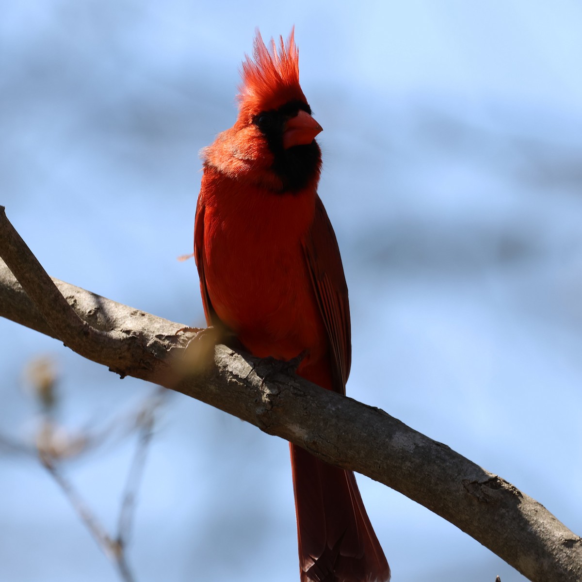 Cardinal rouge - ML618858579