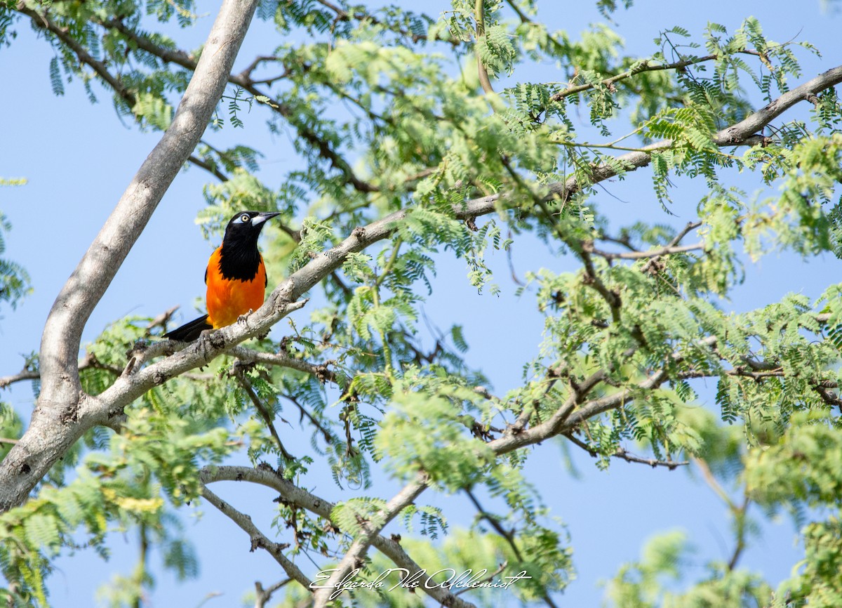 Venezuelan Troupial - Elizabeth Rivera