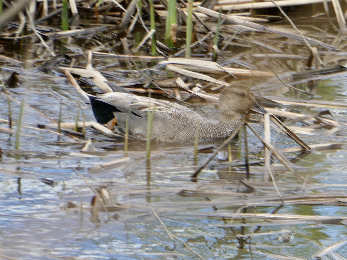 Gadwall - Jean Roberge