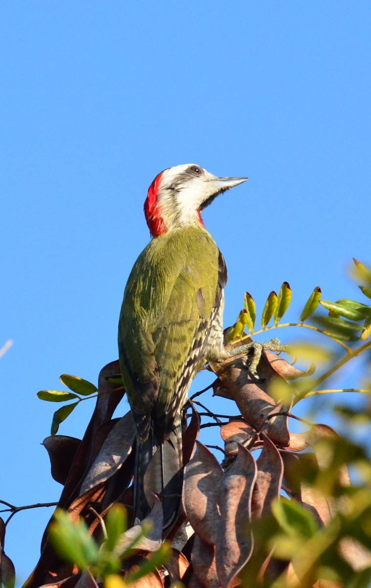 Cuban Green Woodpecker - Wency Rosales