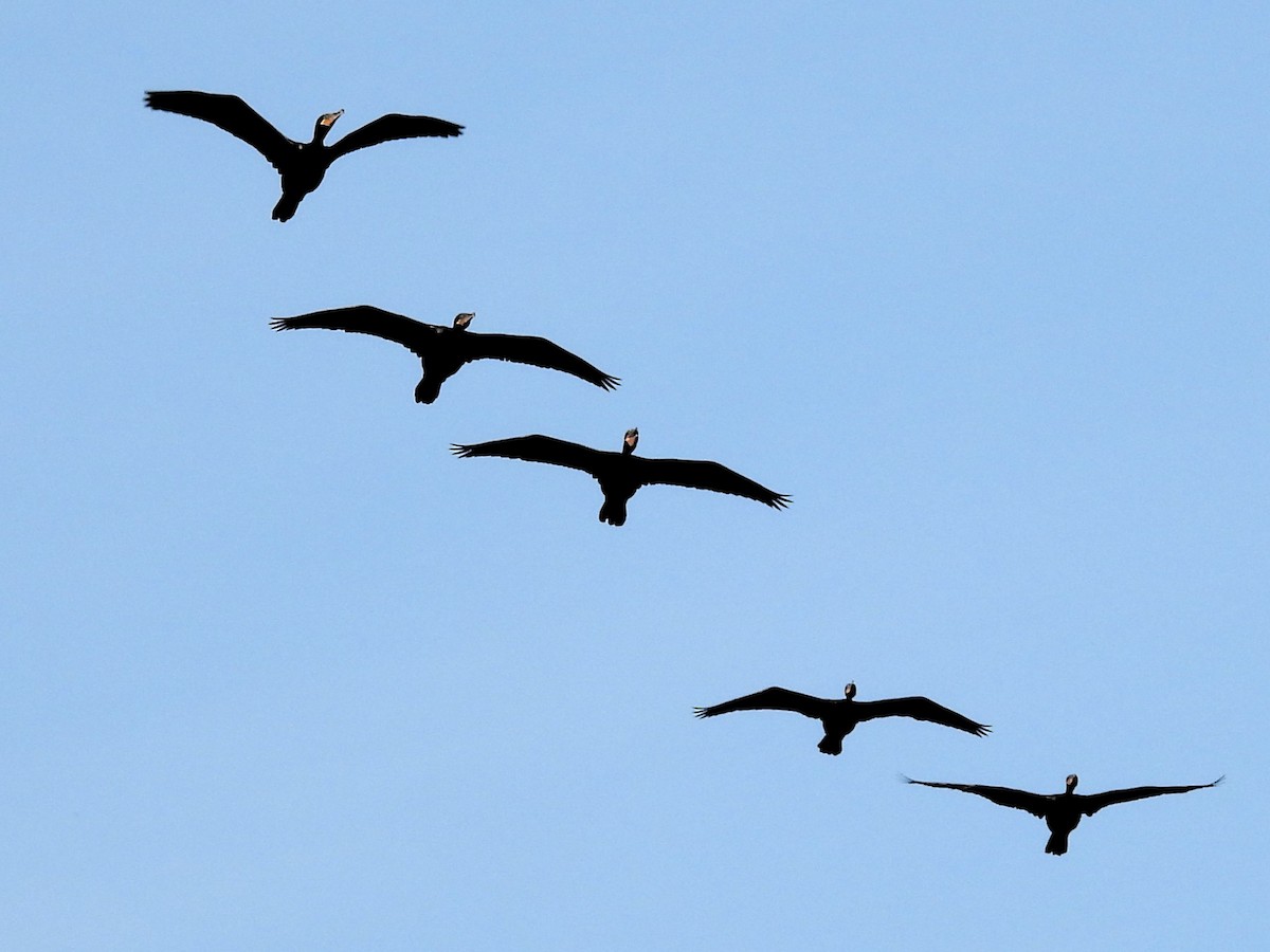 White-faced Whistling-Duck - Aldo Cruz