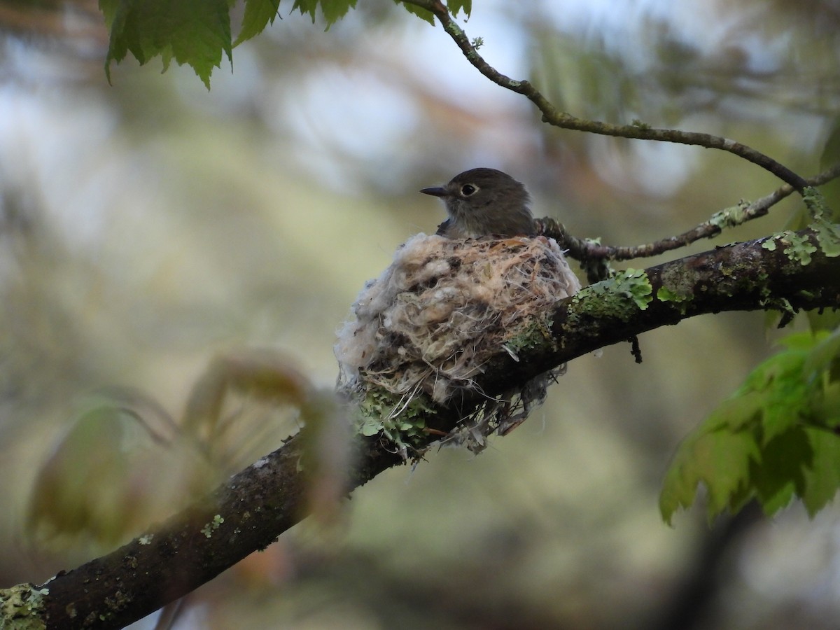 Least Flycatcher - Brady Walker