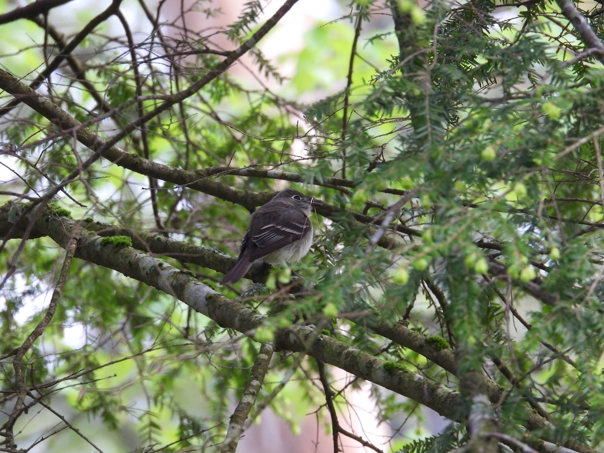 Least Flycatcher - Brady Walker