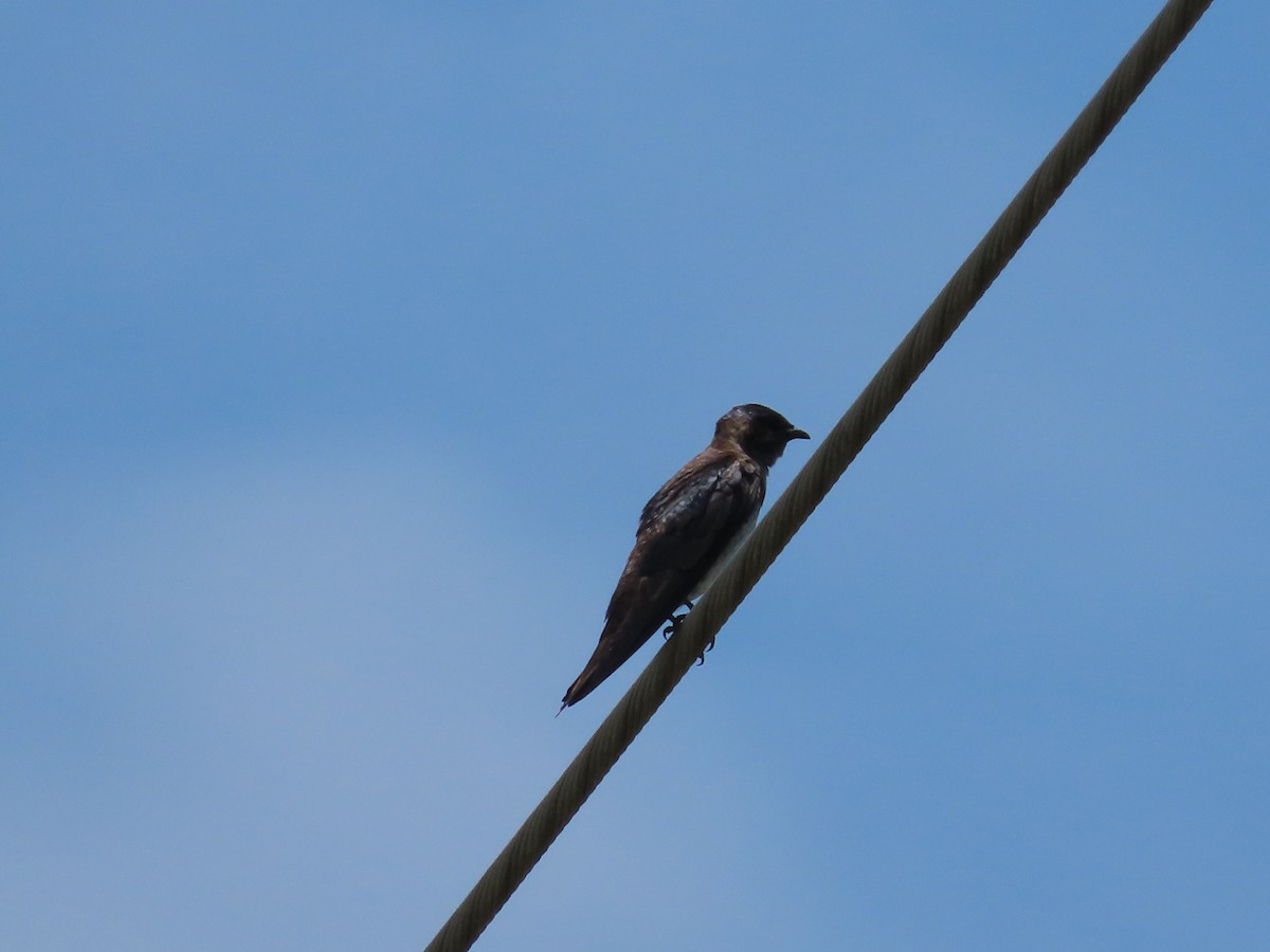 Purple Martin - Amanda Douglas