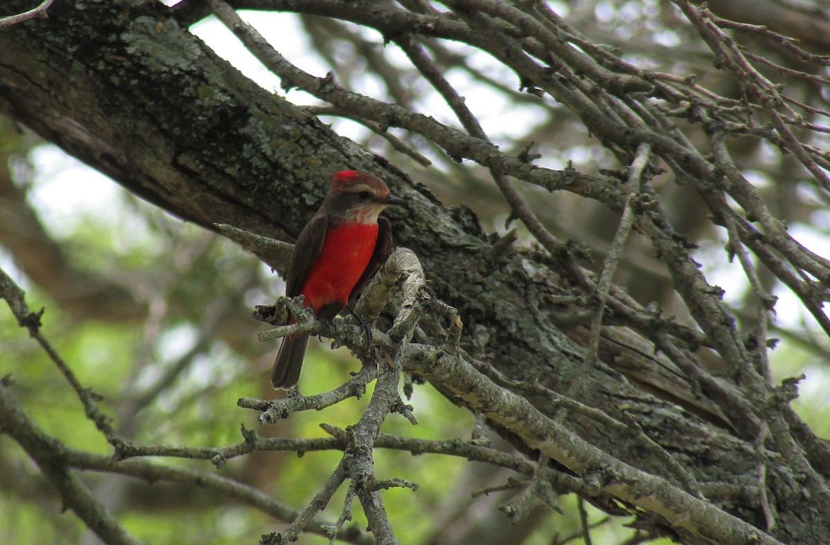 Vermilion Flycatcher - ML618858609