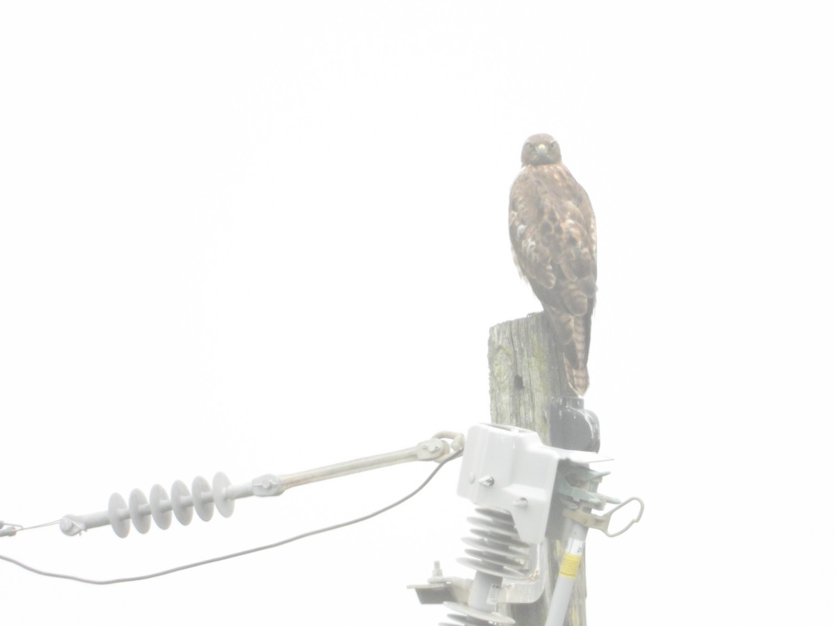 Red-tailed Hawk - Bill Holland