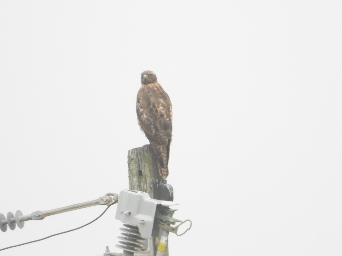 Red-tailed Hawk - Bill Holland